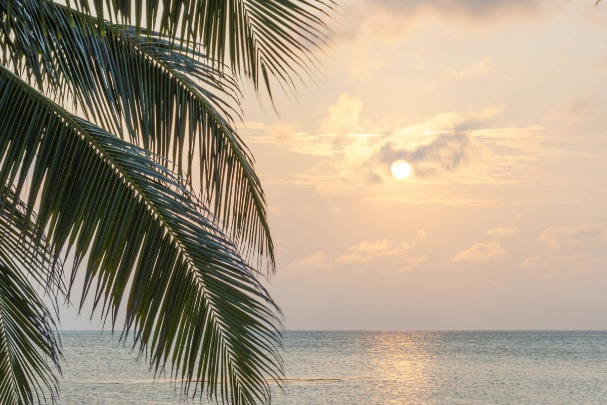 Tropical island background of palm trees at sunrise in the Caribbean